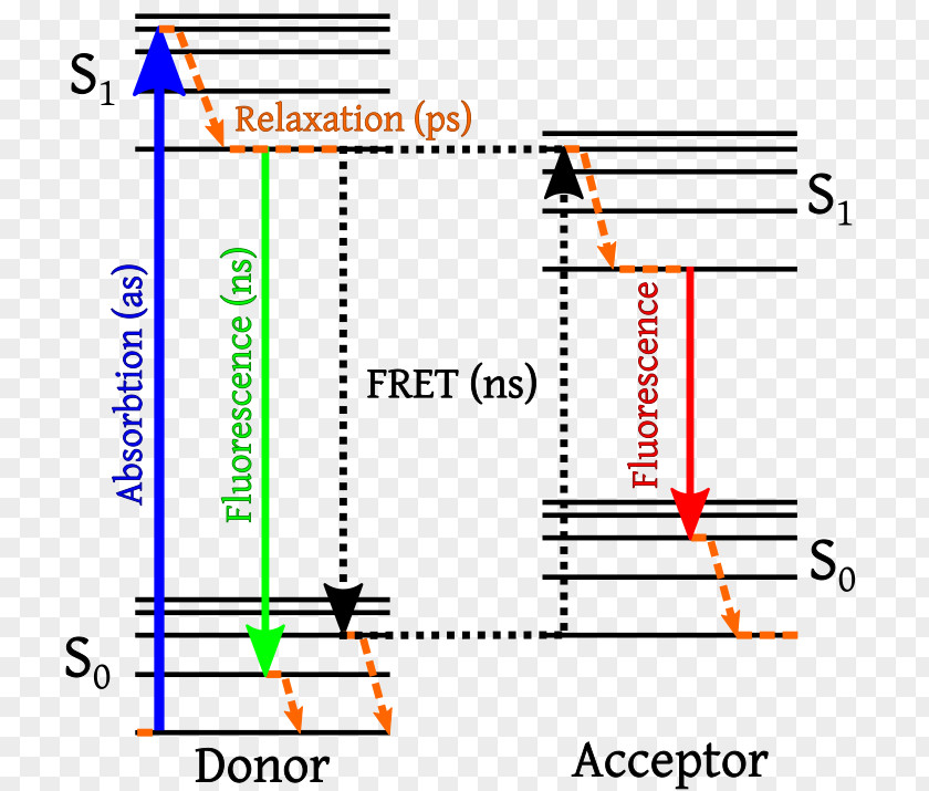 Energy Förster Resonance Transfer Fluorescence Jablonski Diagram PNG