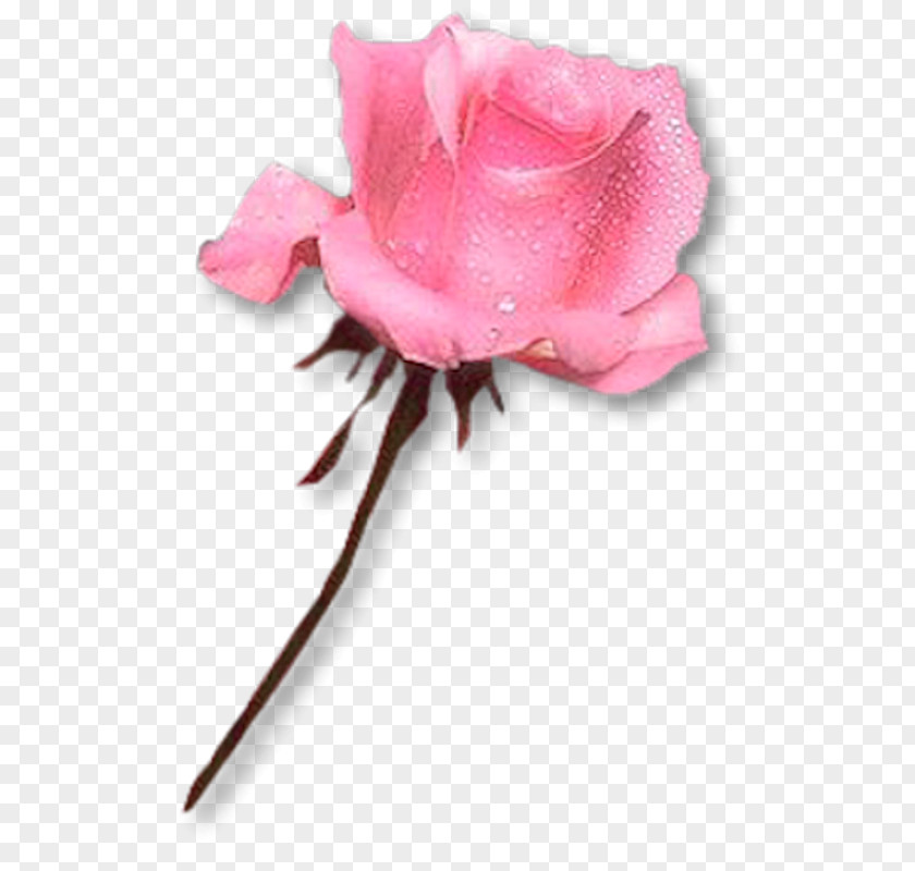 Flower Baku Festival Rose PNG