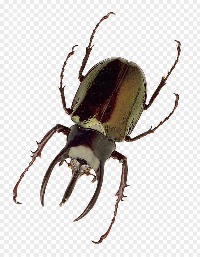 Insect Japanese Rhinoceros Beetle PNG