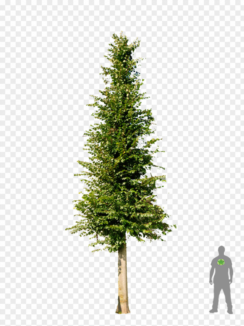 Shrubs Christmas Tree Pine Fir Spruce PNG