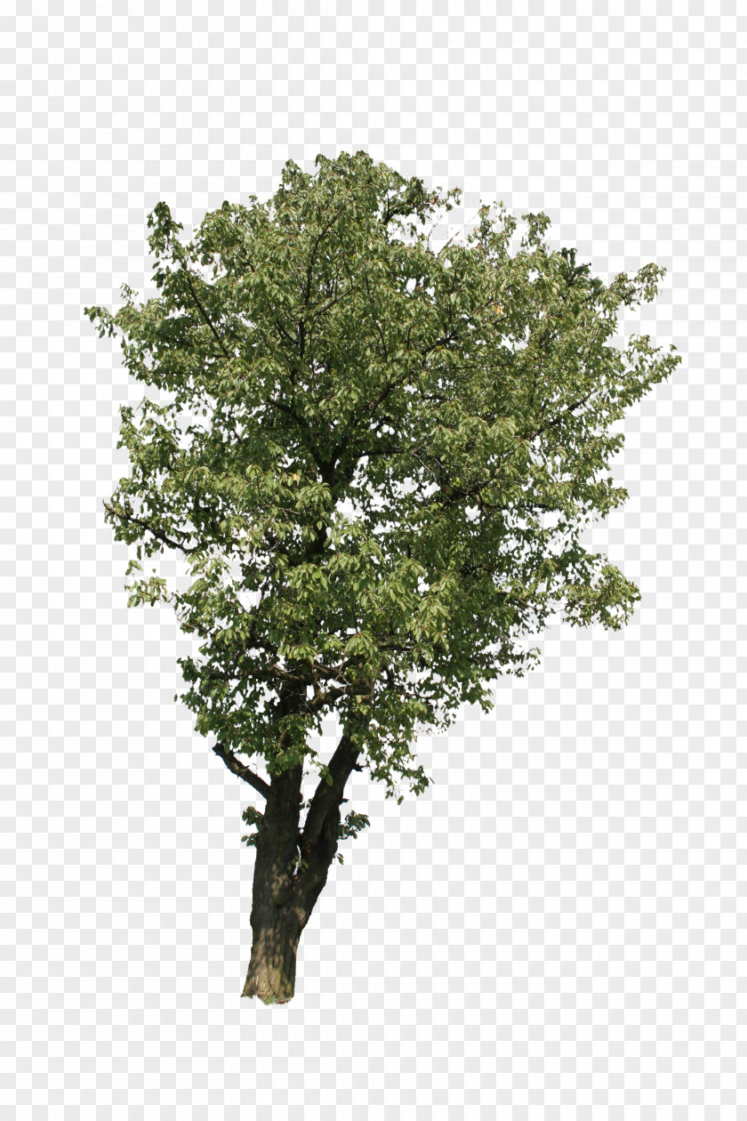 Tree Branch Beech Shrub PNG
