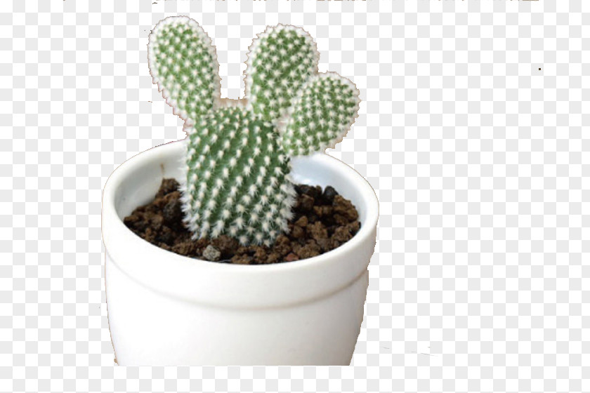 White Pot Cactus Cactaceae Succulent Plant Yellow Prickly Pear PNG