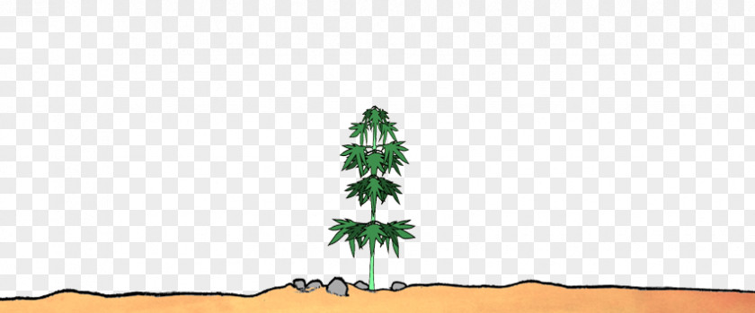 Cannabis Shop Fir Spruce Christmas Tree Biome PNG