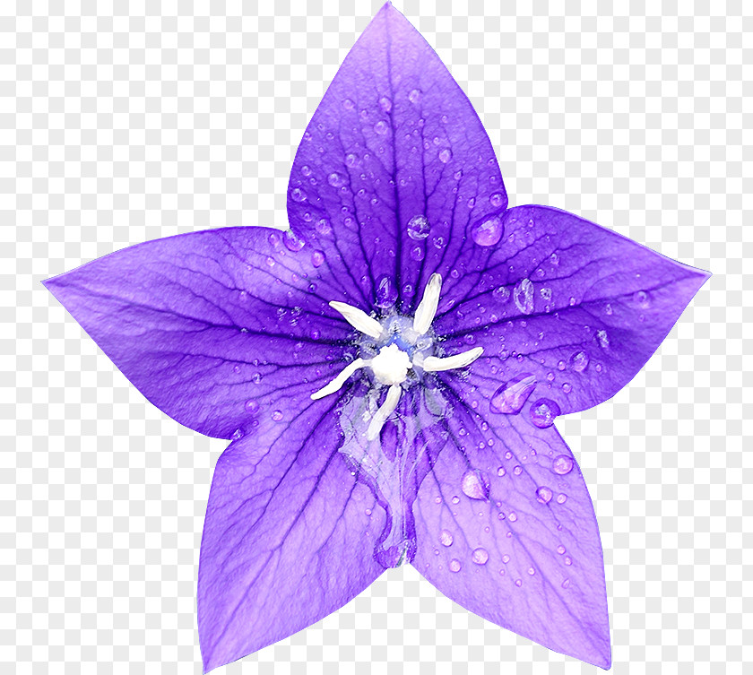 Flower Stock Photography Royalty-free Common Bluebell PNG