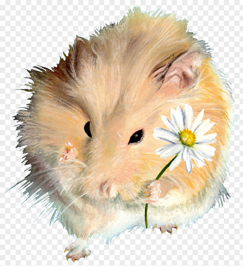 Get Well Soon Rodent Hamster Guinea Pig Dormouse PNG