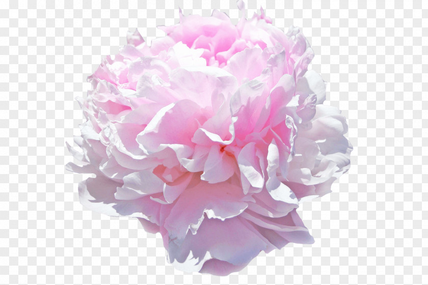 Peony Pink Flowers Paeonia (2 Litre Pot) Cut PNG