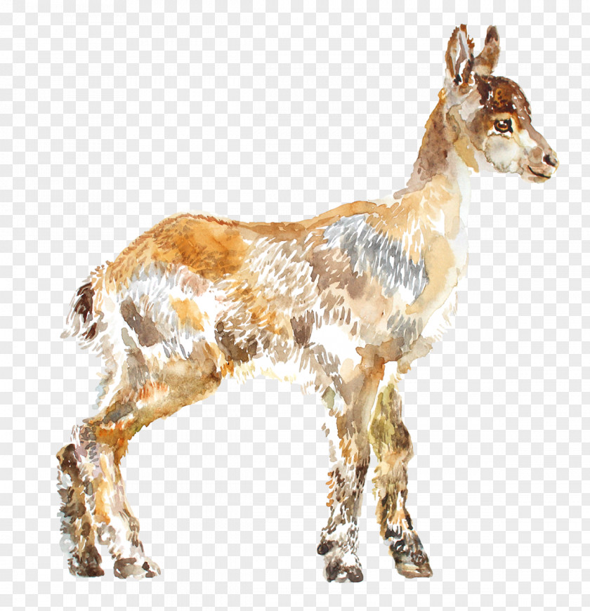 Animal Figure Fawn Goat Cartoon PNG