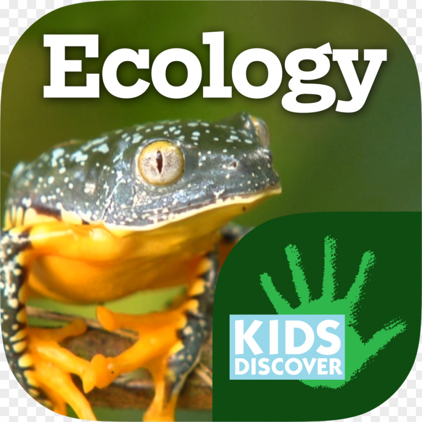 Ecology Infographic Kids Discover Amazing Adaptations Tree Frog Natural Environment PNG