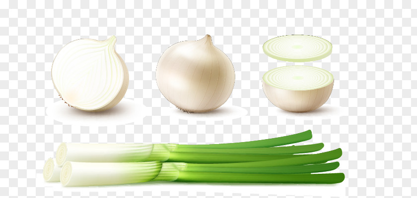 Green Onions And Onion Vector Material White Red Scallion PNG