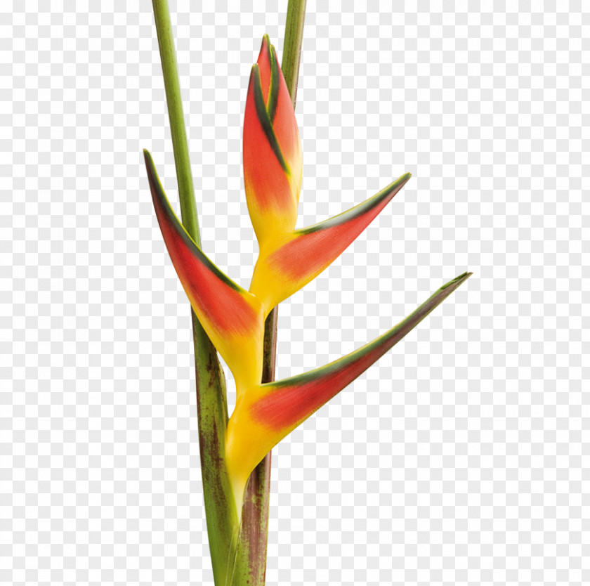 Heliconia Lobster-claws Flower Product Export Beefsteak PNG