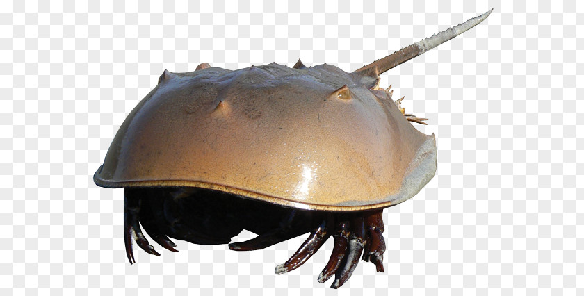 Horseshoe Crab The Decapods PNG