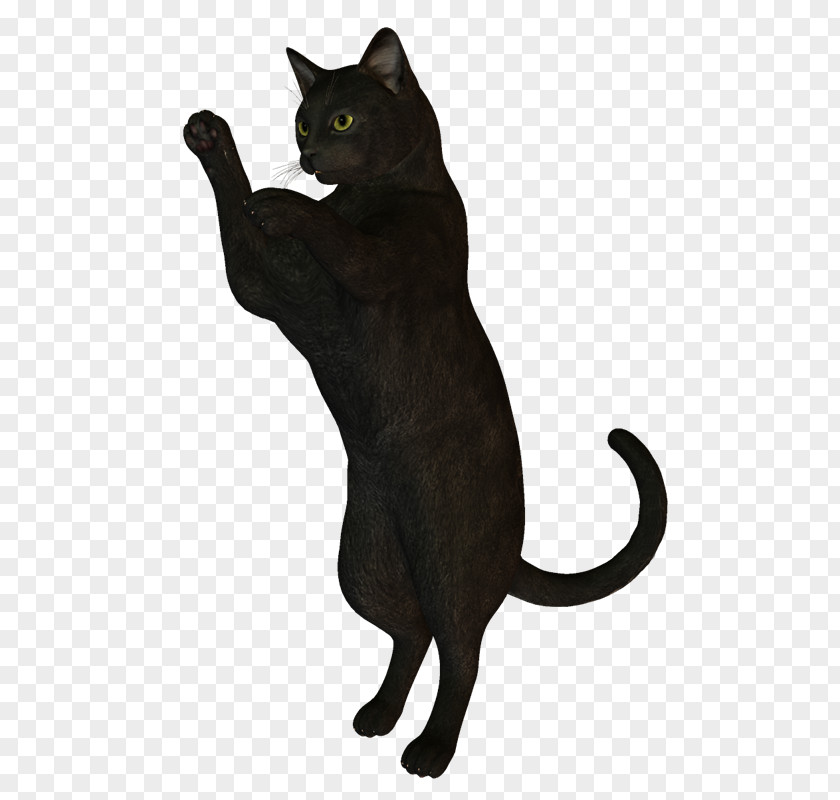 Kitten Black Cat Bombay Korat Havana Brown Chartreux PNG