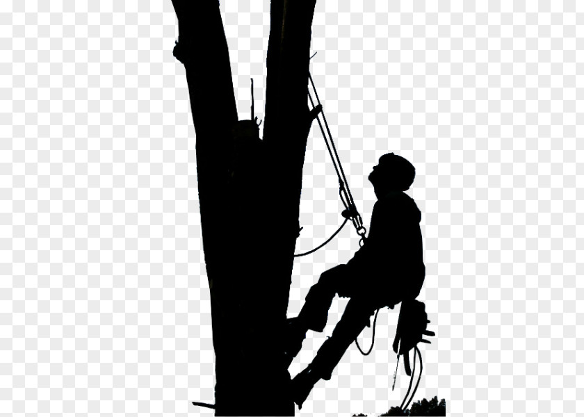 Tree Climbing Care Arborist Pruning Topping PNG