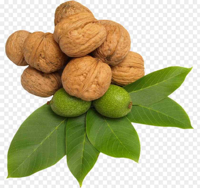 Walnut Nuts Hazelnut Clip Art PNG
