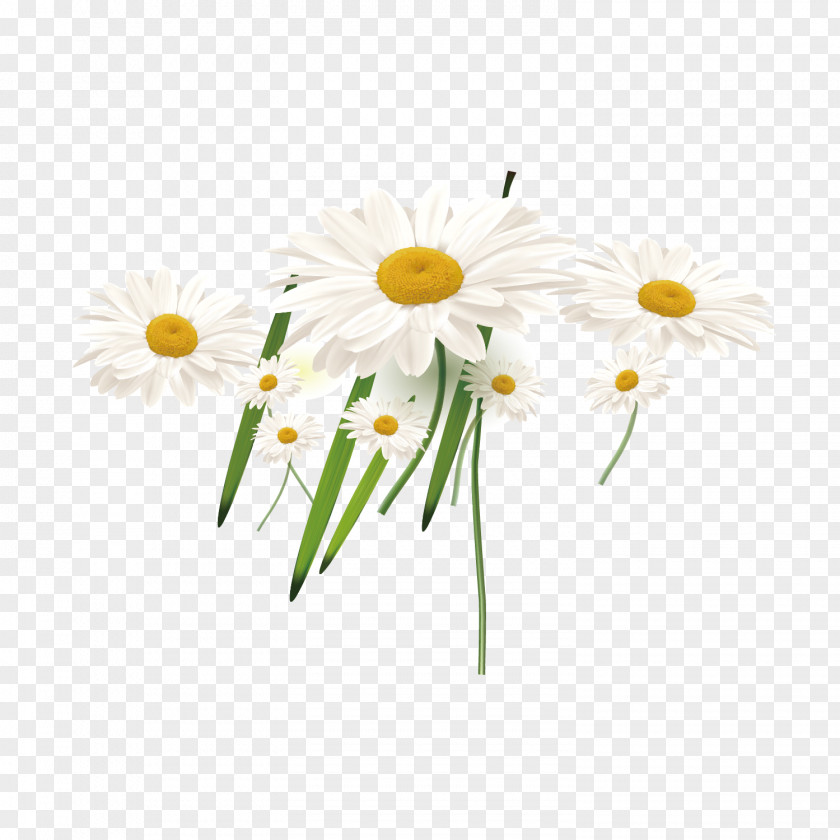 White Sun Flower Decoration Common Sunflower Euclidean Vector PNG