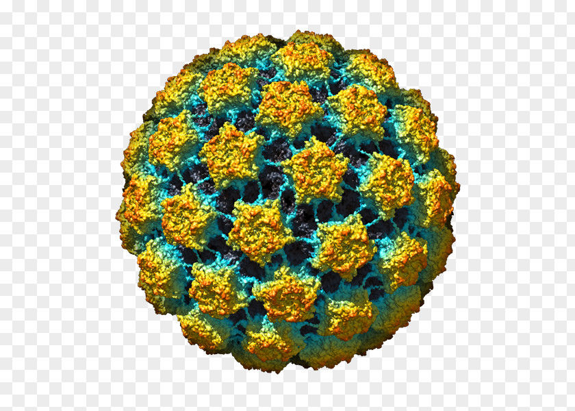Gardasil Bovine Papillomavirus Human Infection Papilloma Virus Vaccine Cervical Cancer PNG