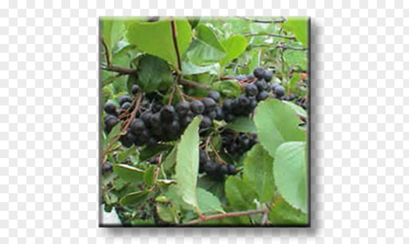 Grape Aronia Melanocarpa Brambles Shrub Currant PNG