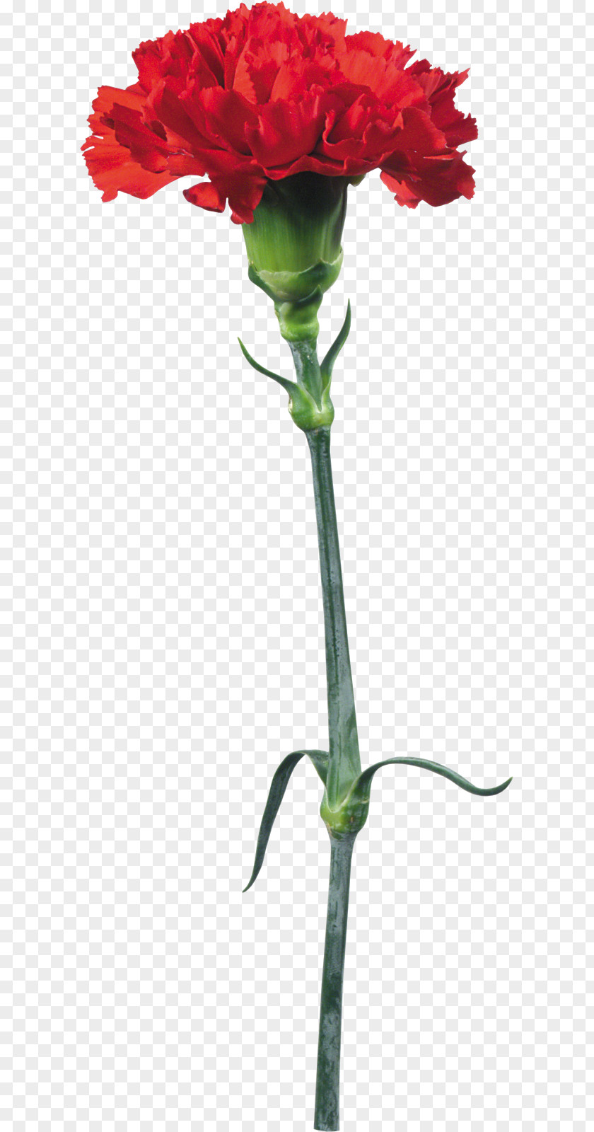 Onion Kryddernellike Flower Carnation Clip Art PNG
