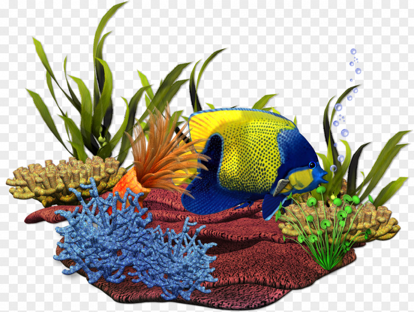 Sea Coral Reef Aquarium PNG