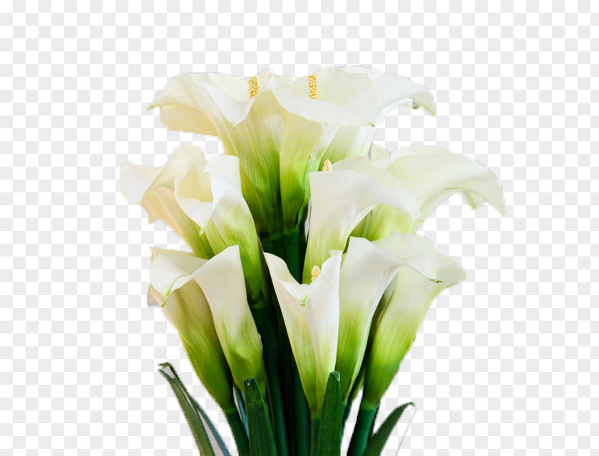 A Bunch Of Open Up The Calla Lily Arum-lily Flower Floristry PNG