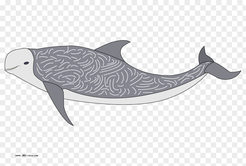 Dolphin Tucuxi Porpoise Risso's PNG