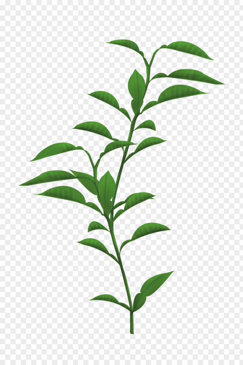 Leaf Plant Stem Plants Trunk Branch PNG