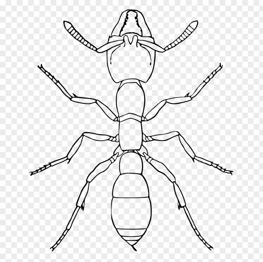 Orbweaver Spider Symmetry Cartoon PNG