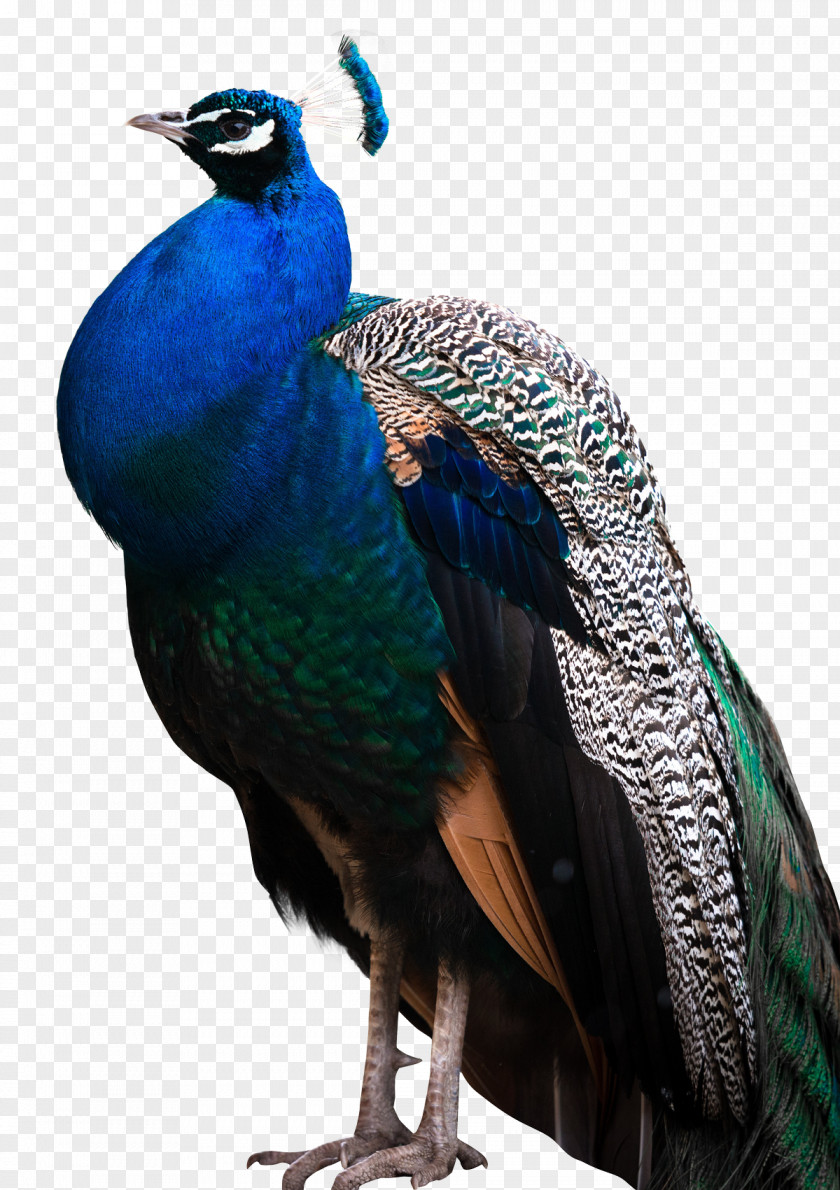 Peacock Peafowl Bird PNG