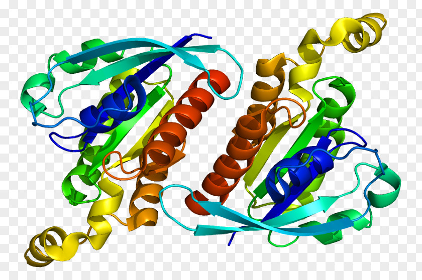 Protein Rho Family Of GTPases G Guanine Nucleotide Exchange Factor PNG