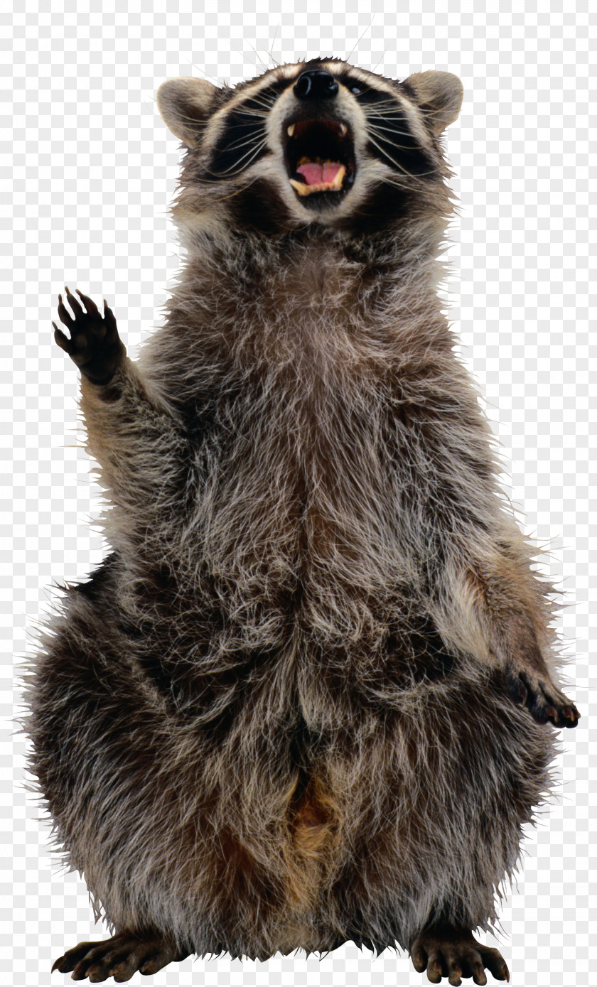 Raccoon Squirrel Image File Formats Clip Art PNG