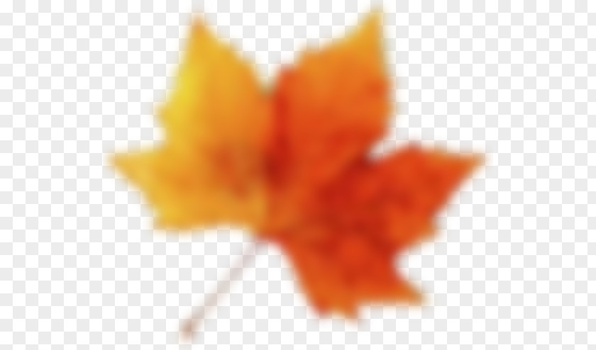 Crack Epidemic Maple Leaf Close-up PNG