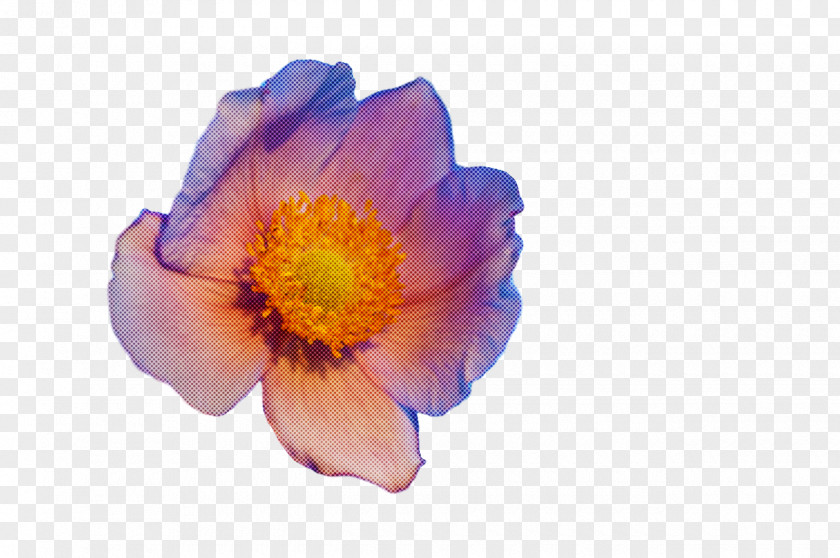 Flower Anemone Petal 0jc M PNG