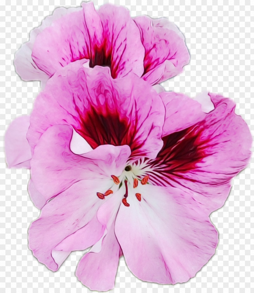 Geraniaceae Hibiscus Flower Petal Pink Plant Violet PNG