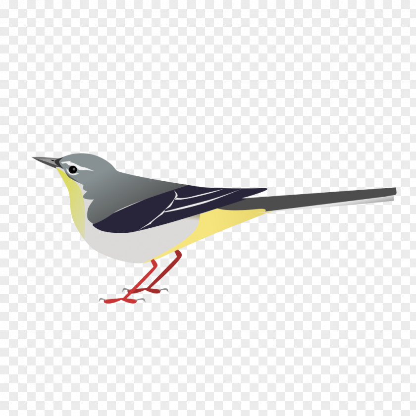 Grey Wagtail Beak Wren American Sparrows PNG