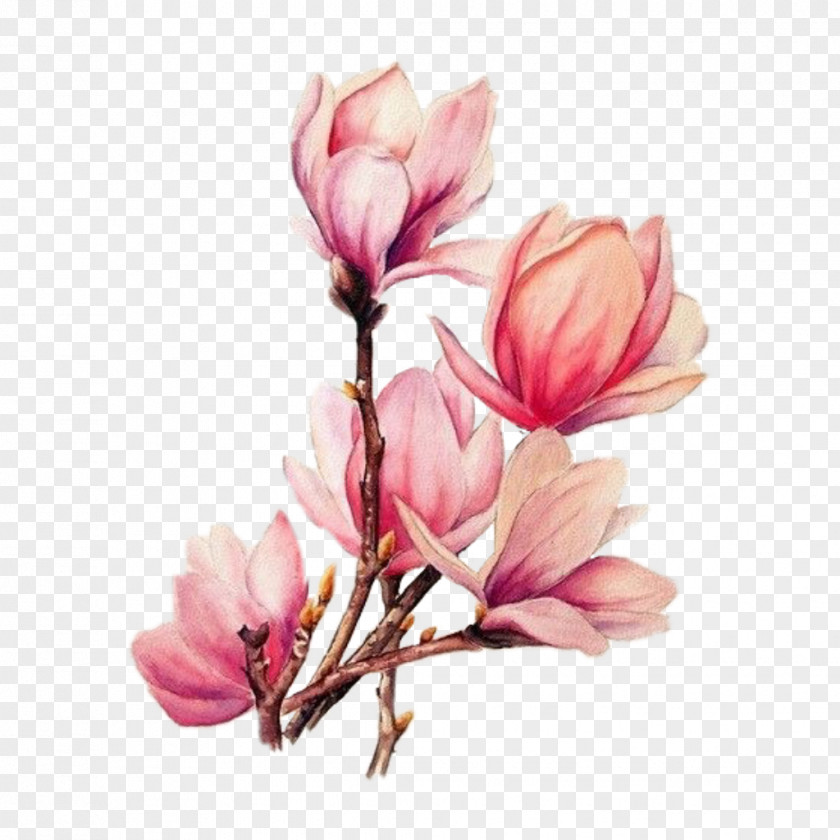 Magnolia Flower Branches Watercolor Painting Drawing Tattoo Watercolour Flowers PNG