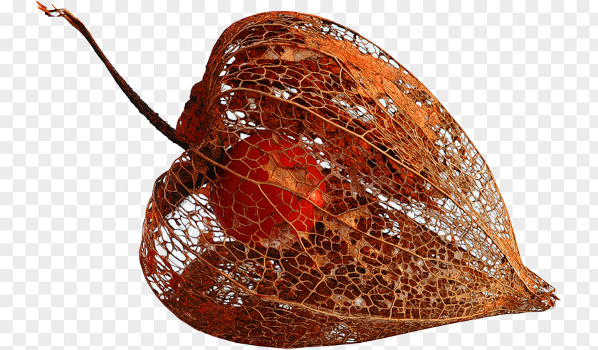 Plant Chinese Lantern Auglis Clip Art PNG