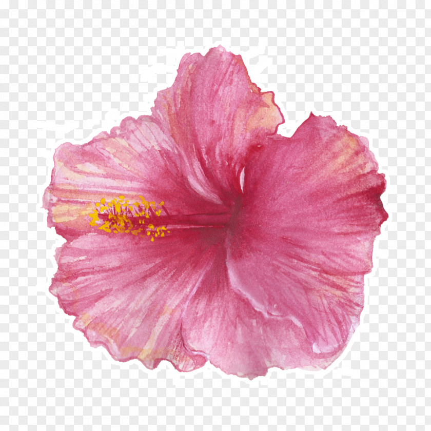 Art Hibiscus Tea Towel Roselle Shoeblackplant PNG