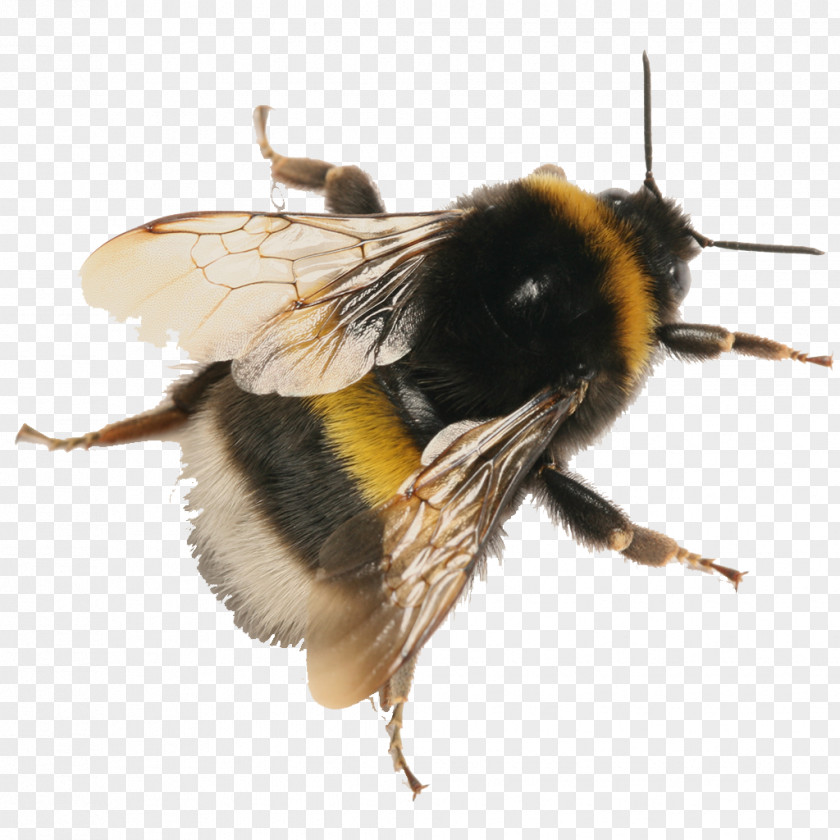 Compost Small Plastic Buckets Honey Bee Buff-tailed Bumblebee Photography Bombus Pascuorum PNG