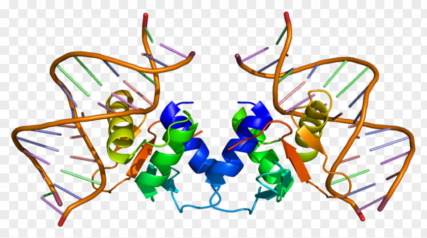 ELK1 Serum Response Factor Protein Transcription Gene PNG