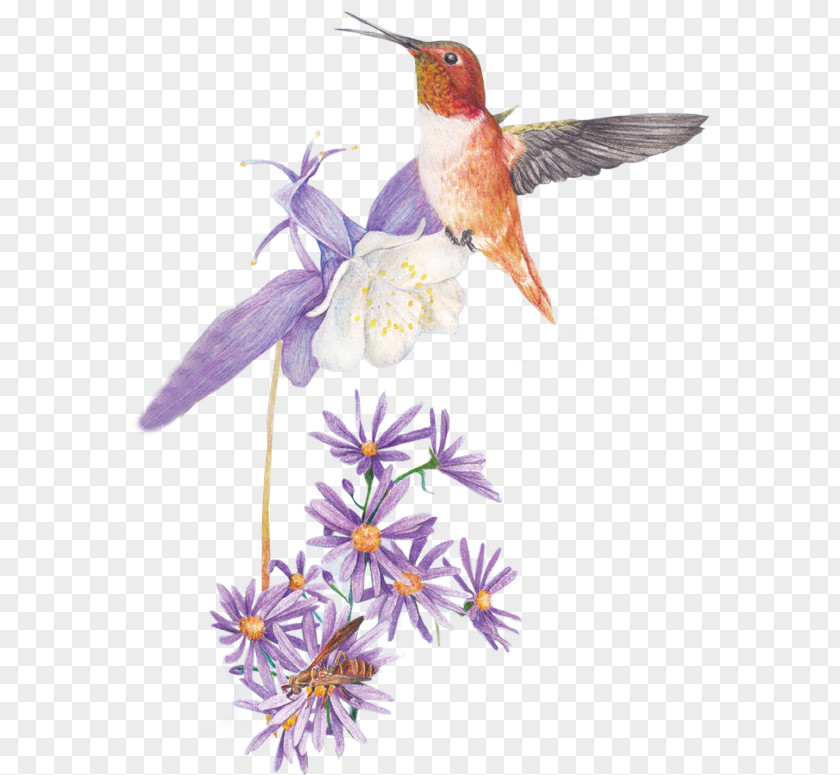 Hummingbird Pollinator Canadian Wildlife Federation Flower Bee PNG