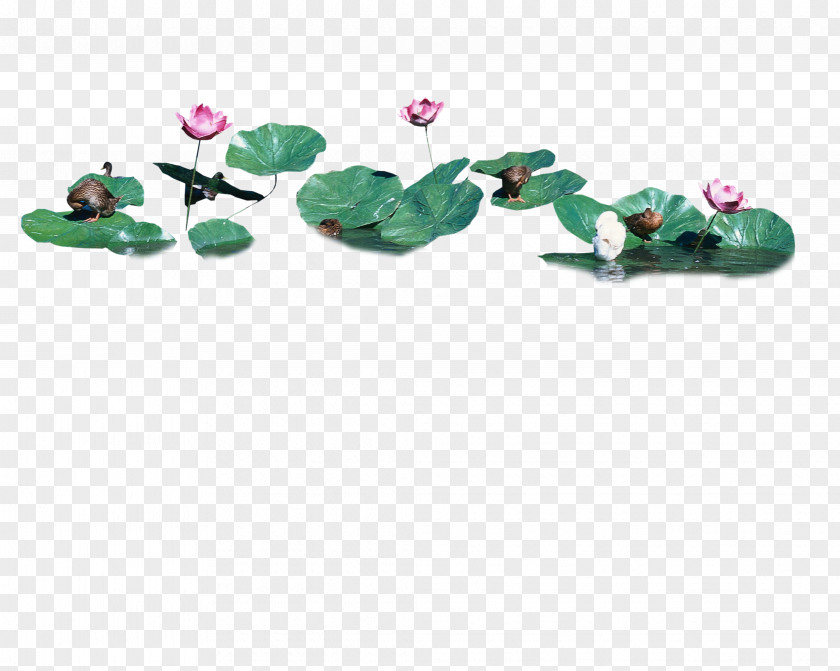 Lotus Leaf Nelumbo Nucifera Effect Clip Art PNG
