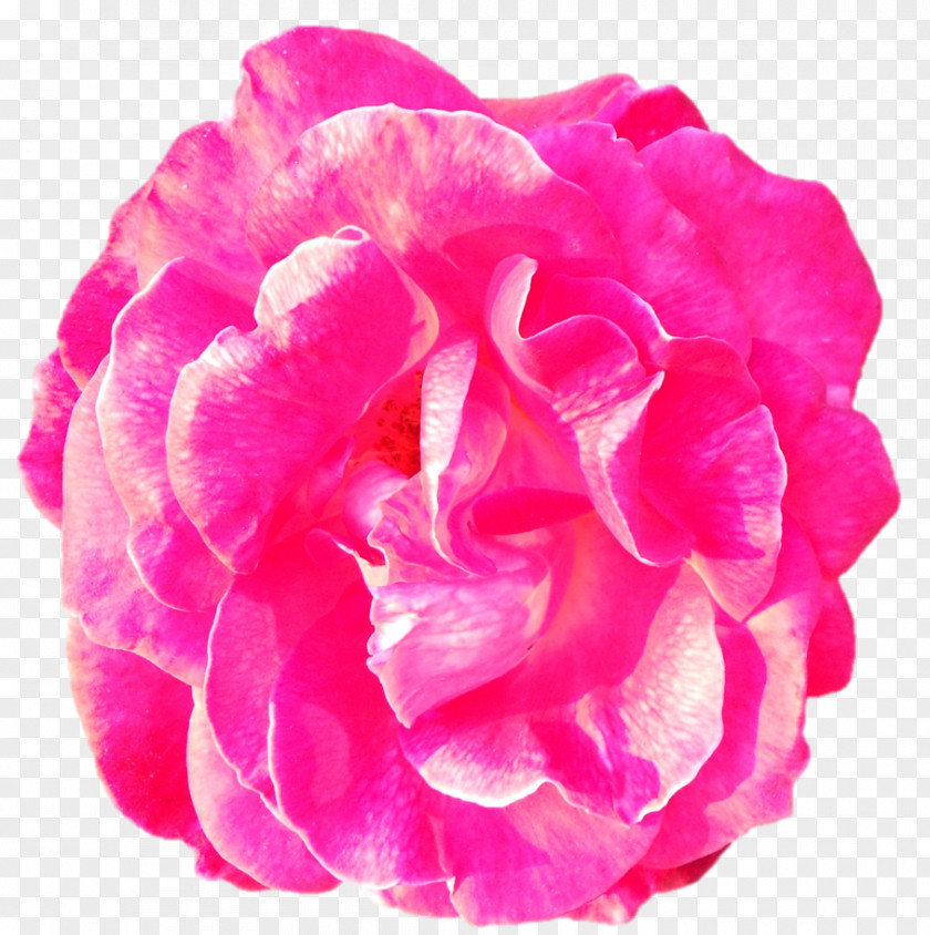 Peony Garden Roses Cabbage Rose Cut Flowers Pink M PNG