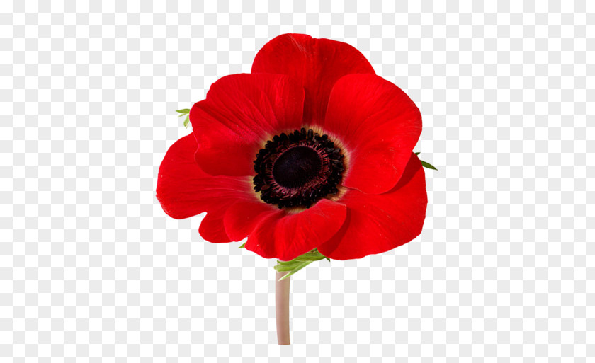 Perennial Plant Annual Anzac Day Poppy PNG