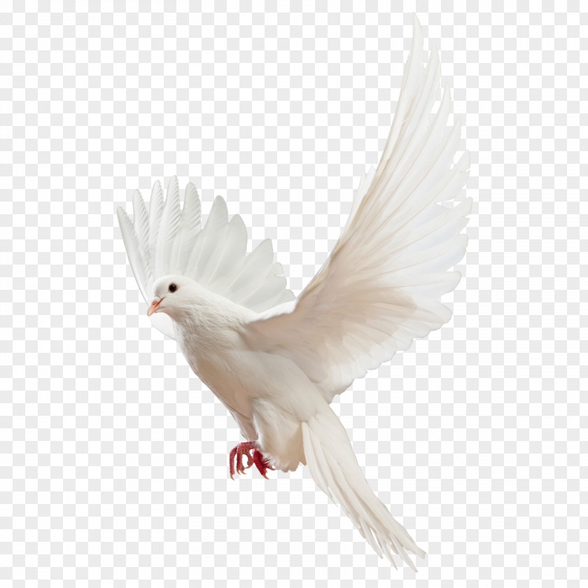 Pigeon Picture Material Homing Columbidae Religious Studies: Philosophy Of Religion And Ethics PNG