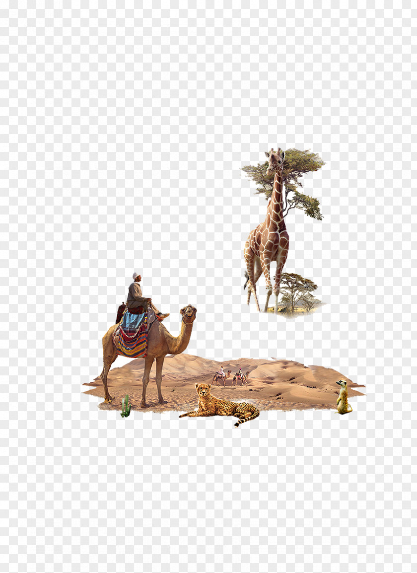 Desert Animal Northern Giraffe Camel PNG