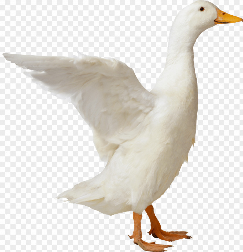 Duck Image American Pekin Goose Mallard PNG