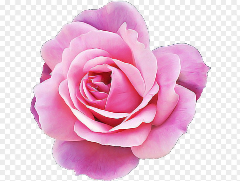 Garden Roses PNG