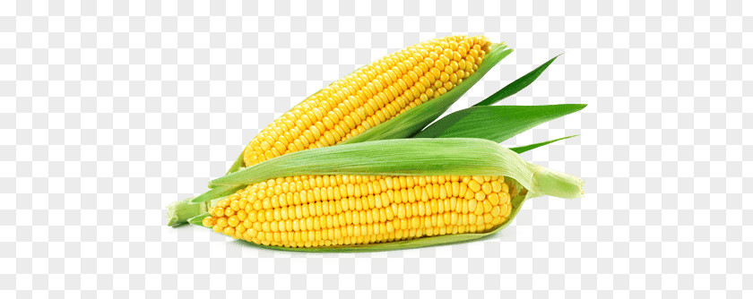 Vegetable Corn On The Cob Maize Corncob Sweet Kernel PNG