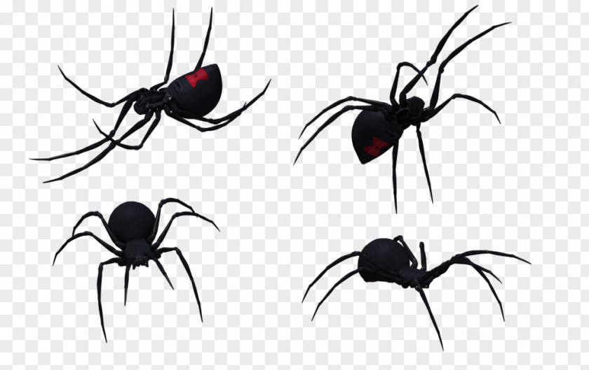 Black Widow Spider Art Southern Latrodectus Hesperus Drawing Clip PNG