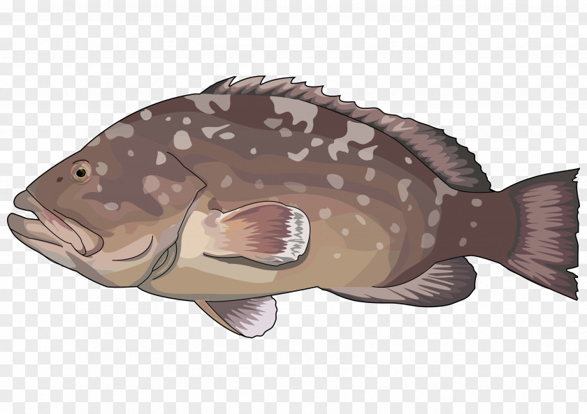 Fishing Tilapia Epinephelus Marginatus Red Grouper PNG